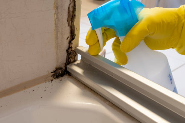 Why You Should Choose Our Mold Remediation Services in Woodlynne, NJ